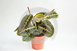 Beautiful maranta leaves with an ornament on a grey background close-up. Maranthaceae family is unpretentious plant. Copy space.