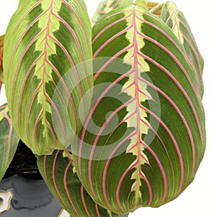 Maranta Leuconeura leaf