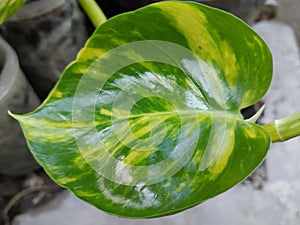 Beautiful marble leaf
