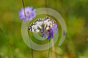 Beautiful marbled white, Melanargia galathea butterfly