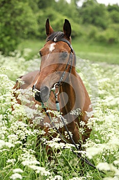 Beautiful mare with bridle