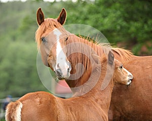 Beautiful mare with foal