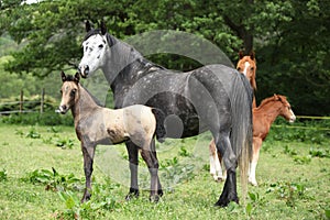 Beautiful mare with foal