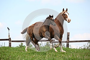 Beautiful mare with foal running