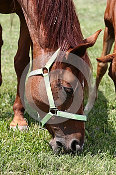 Beautiful mare graze on summer meadow of flowers