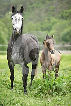 Beautiful mare with its foal on pasturage