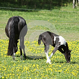 Beautiful mare with little foal on spring pasturage