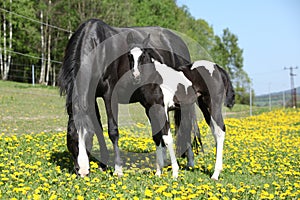 Beautiful mare with little foal on spring pasturage