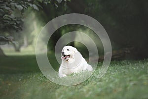 Beautiful maremma sheepdog. Big white fluffy dog breed maremmano abruzzese shepherd lying in the grass