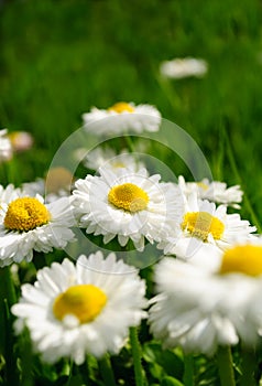 Beautiful Marguerite Daisies in Grass photo