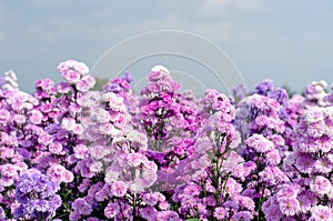 Beautiful Marguerite flowers in the outdoor garden park