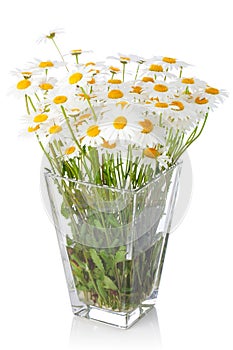 Beautiful marguerite flowers in vase
