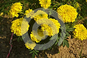 Beautiful marigold blooming in the garden