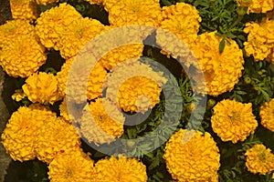 Beautiful marigold blooming in the garden