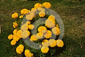 Beautiful marigold blooming in the garden