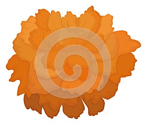 Beautiful marigold flower or cempasuchil flower in Mexican tradition, Vector illustration