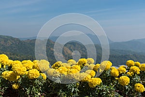 Beautiful marigold flower on top view background hill with blue