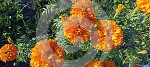 beautiful marigold flowers close up