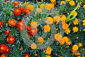 Beautiful marigold flowers. Close-up marigold flowers