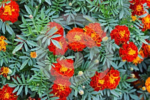 Beautiful marigold flowers. Close-up marigold flowers