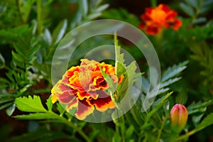 Beautiful marigold flowers in the gardenin a summertime. Stock Image