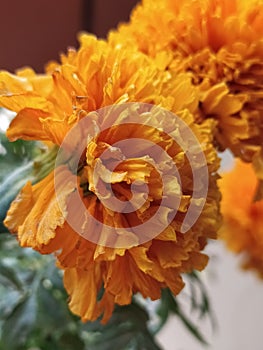 Beautiful Marigold orange color flowers  green background