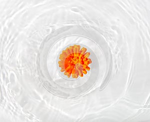 Beautiful marigold petals macro with drop floating on surface of the water close up photo