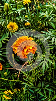 Beautiful marigold in the small garden. Marigold flowers in village Uttar Pradesh India. Indian Marigold flower