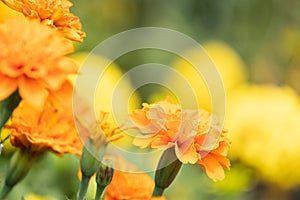 Beautiful marigolds flowers bloom in the garden nature background. Tagetes erecta, Mexican marigold, African marigold