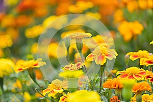 Beautiful marigolds flowers bloom in the garden nature background. Tagetes erecta, Mexican marigold, African marigold