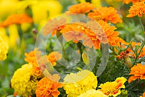 Beautiful marigolds flowers bloom in the garden nature background. Tagetes erecta, Mexican marigold, African marigold