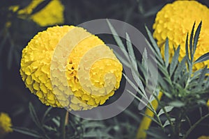 Beautiful marigolds flowers bloom in the garden nature background. Tagetes erecta, Mexican marigold, African marigold