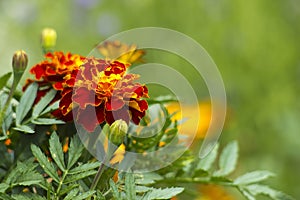 Beautiful Marigolds (tagetes patula) photo