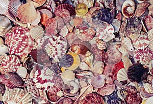 Beautiful marine background with colorful shells of different s