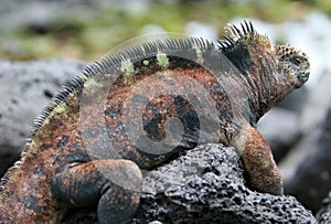 Beautiful marine iguana