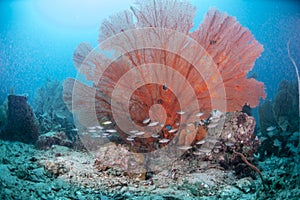 Beautiful Marine Life In Thailand 