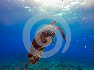Beautiful marine life turtle in Cancun Mexico North America