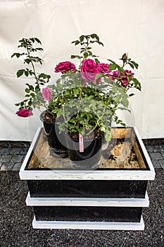 Beautiful Maritim roses in plastic pots before planting in the ground