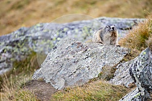 Beautiful marmots in an alpine landscape