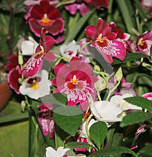 Beautiful maroon Miltonia flowers with an elegant white pattern.  Flowers and buds