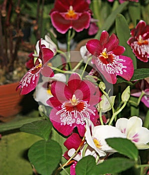 Beautiful maroon Miltonia flowers with an elegant white pattern.  Flowers and buds