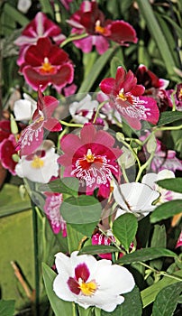 Beautiful maroon Miltonia flowers with an elegant white pattern.  Flowers and buds.