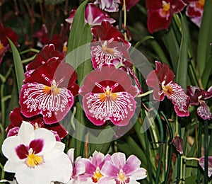 Beautiful maroon Miltonia flowers with an elegant white pattern.  Flowers and buds.