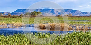 The beautiful marsh at Alamosa National Wildlife Refuge at the edge of the Rocky Mountains in southern Colorado photo