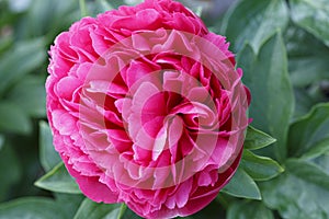 Beautiful Mary Jo Legare  pink baroque flower peony lactiflora in summer garden, close-up photo