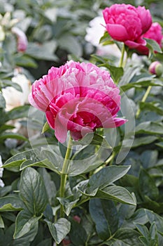 Beautiful Mary Jo Legare  pink baroque flower peony lactiflora in summer garden, close-up photo