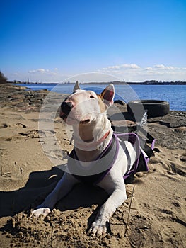 Beautiful masculine white English bull terrier dog bullterrier breed training work out with tire on the beach