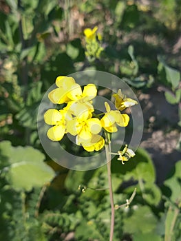 A beautiful masturd flower looking so nice.