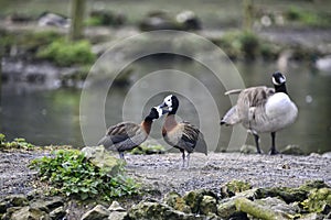 Beautiful mated pair of White Faced Whistling ducks preening eac