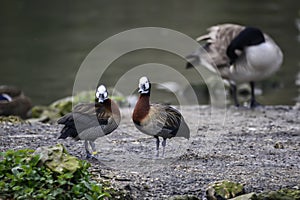 Beautiful mated pair of White Faced Whistling ducks preening each other in Spring